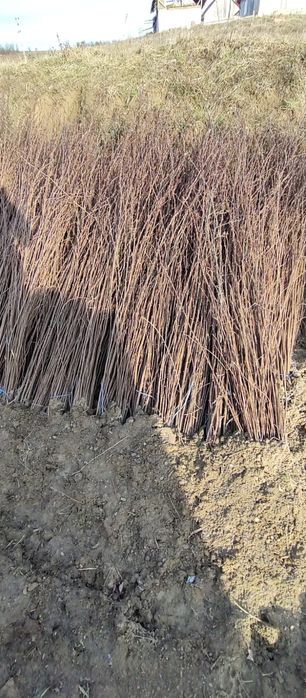 Puieți salcâm frasin tei fag carpen stejar mesteacăn plop brad molid