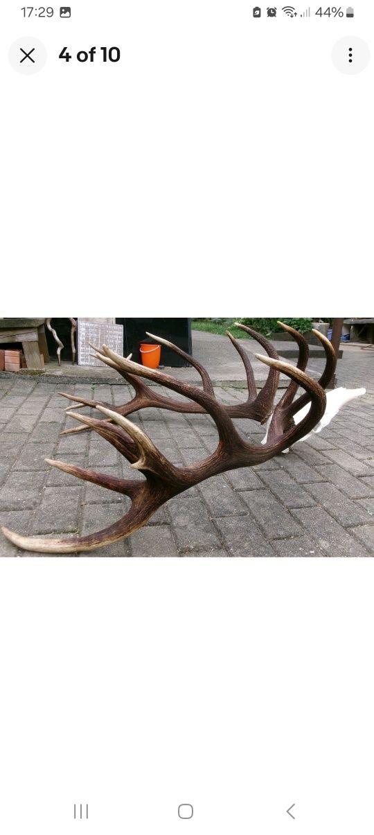 Vand trofeu cerb