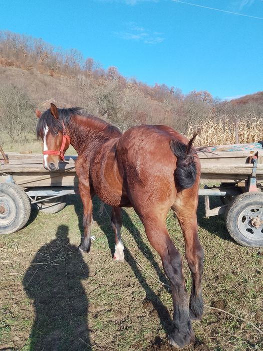 Vând armăsar de 4 ani