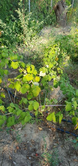 Продам кусты ежемалины