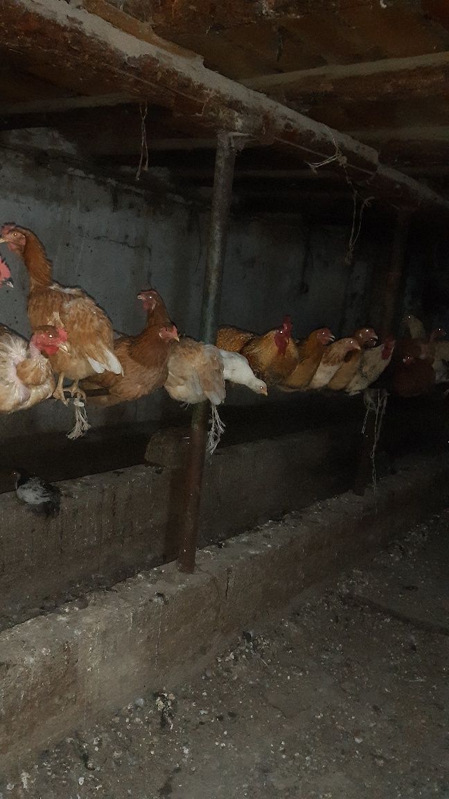 Продам курей, хорошо несутся