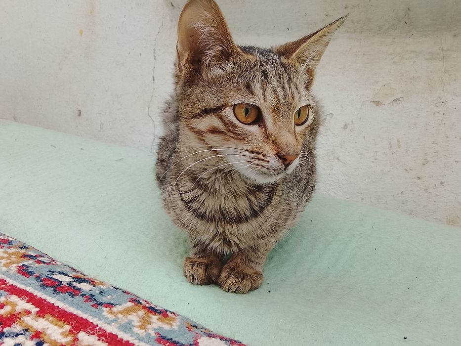 В добрые руки. Yaxshi qaraydigan mexribon insonlarga xadiyaga beriladi