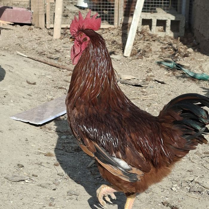 Xuroz sotaman.   Куры петухи