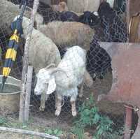 Продам козы казакски породы 36000 тысяч ешки сатам