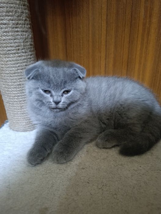 Британски котета