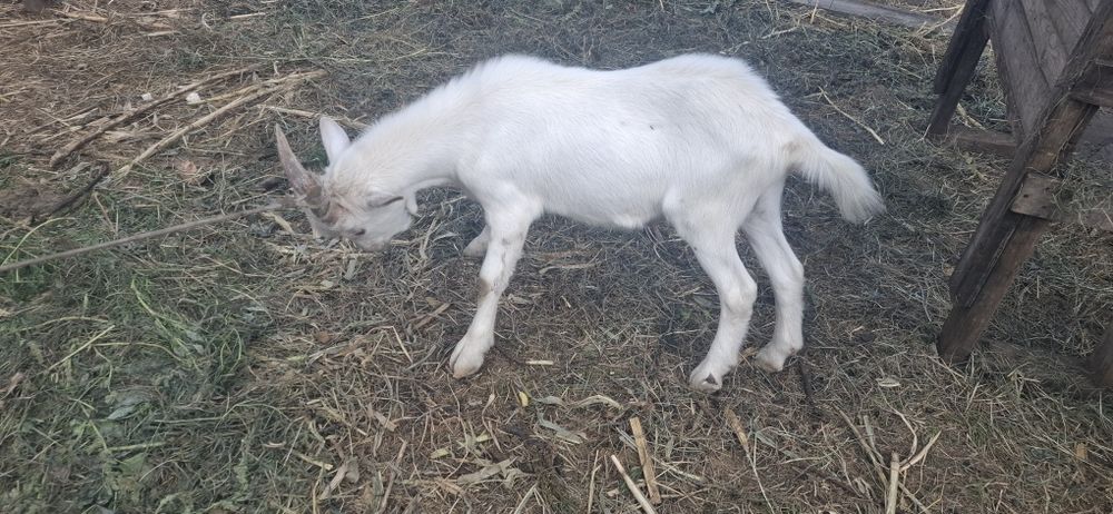 Vând țap saanen 1200 lei .Are 6 luni
