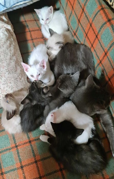 Ofer spre adopție pui de pisica