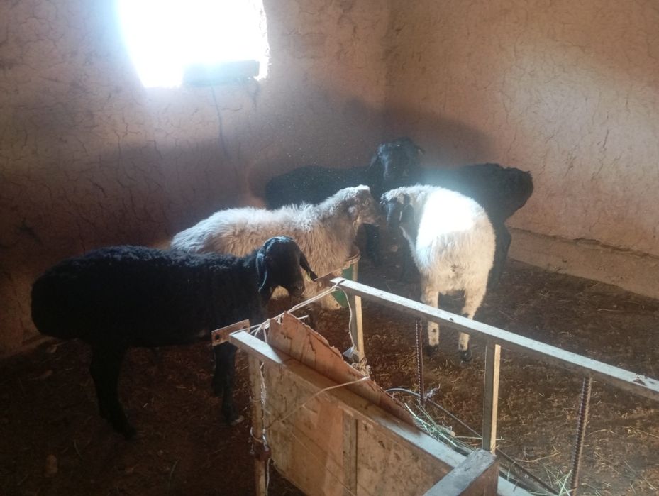 Кошкарлар сатылады