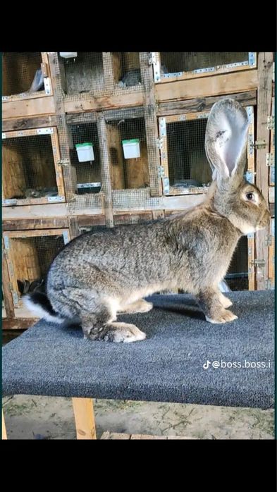 Mascul uriași german 6 luni