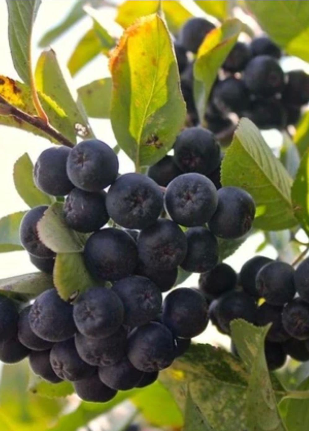 Dulceață de aronia