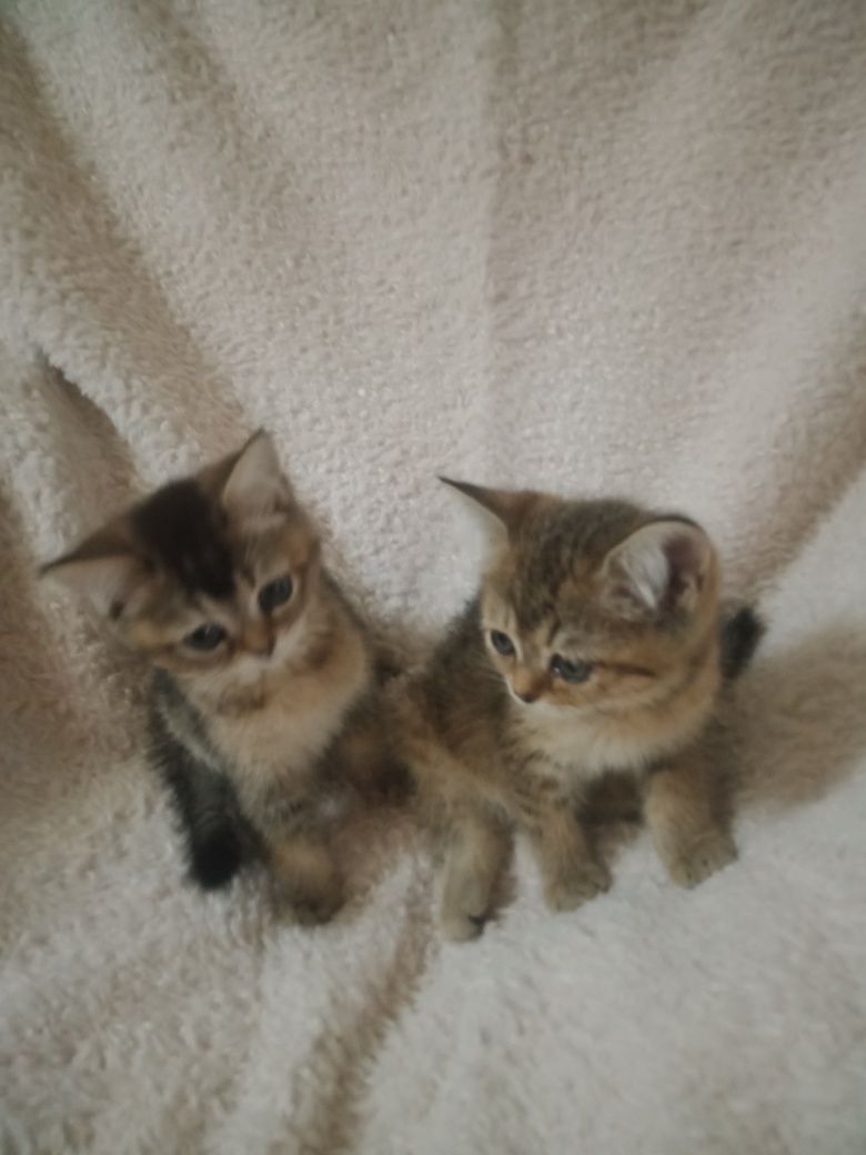 Продаются котята породы скотиш страйт.