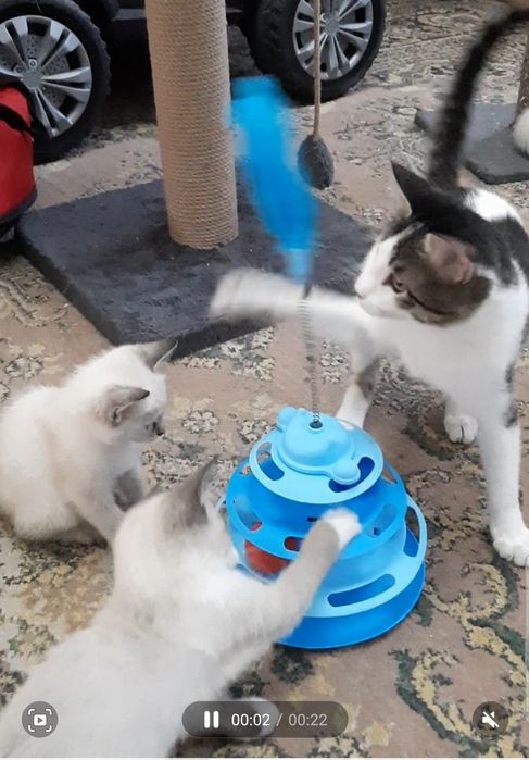 Котята в добрые руки