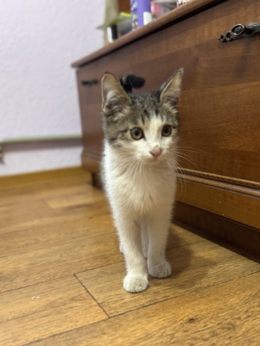 Малыш котенок ищет семью