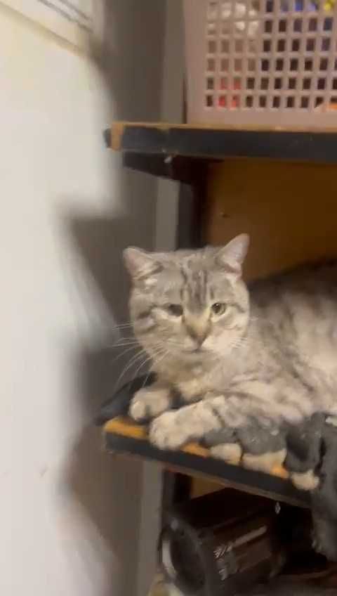 Коты и кошки ПВС (приют для животных) г. Рудного ждут любящих хозяев!