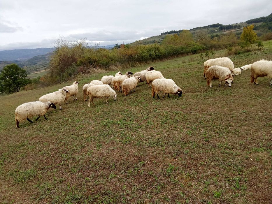 Oi și capre de vanzare