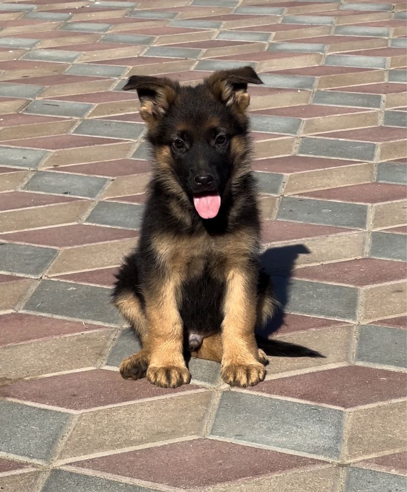 Super mascul ciobanesc german cu pedigree