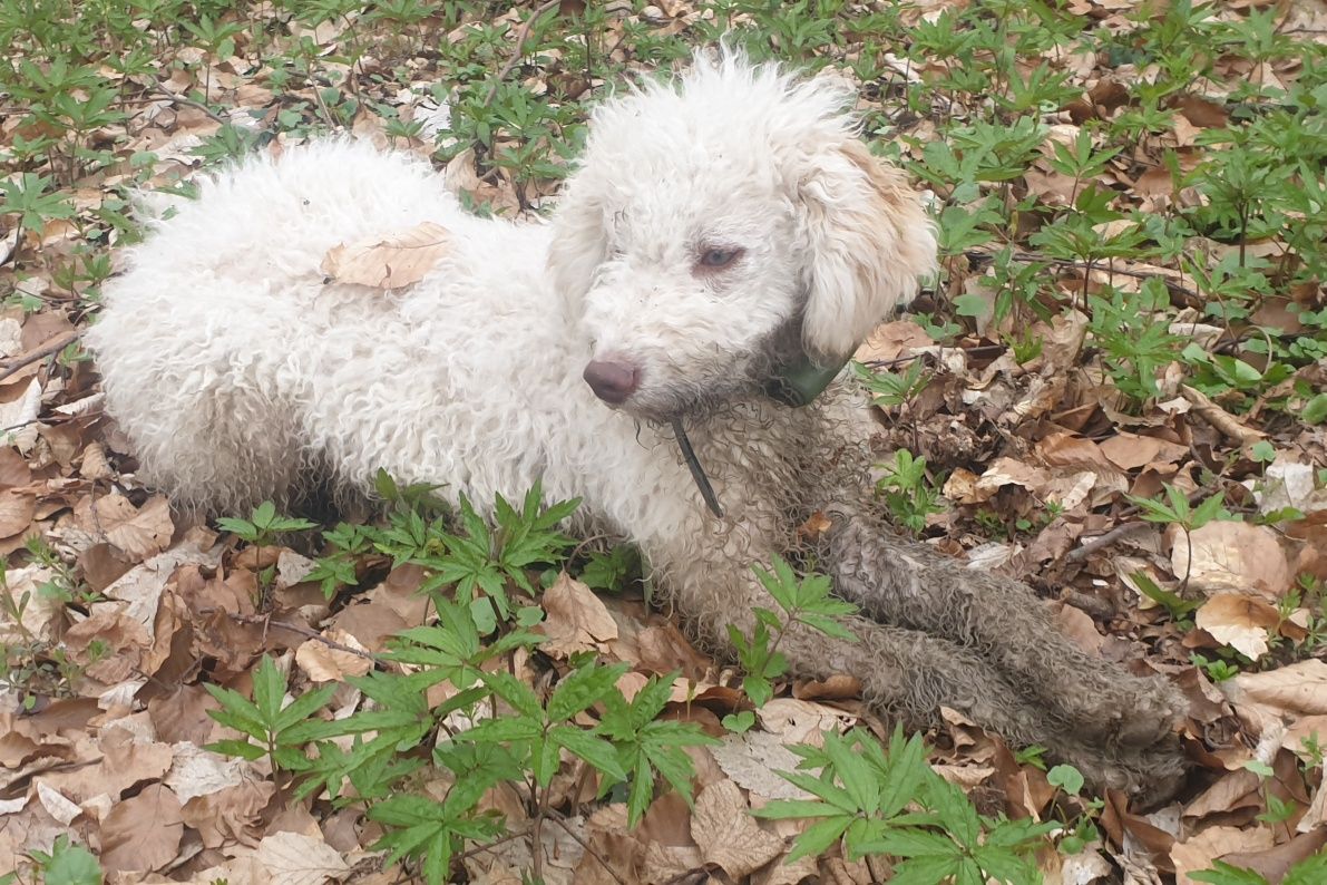 Femela Lagotto romagnolo trufe