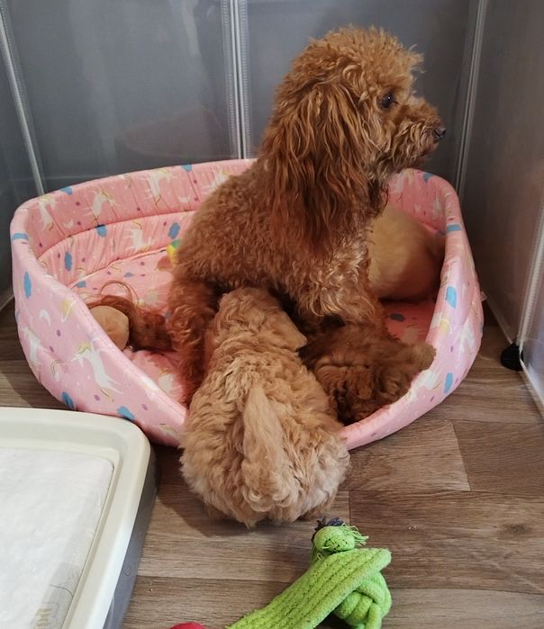 Mini/toy poodle Мини/той момченца