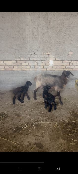 Хисори куй она бола