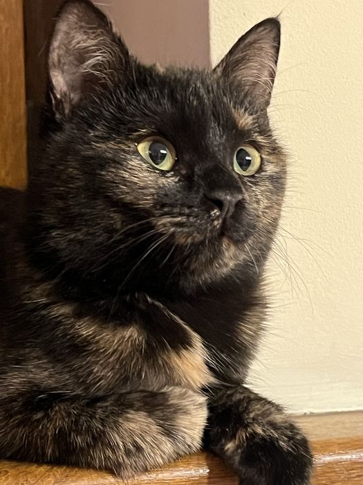 SOS котенок девочка ищет дом!