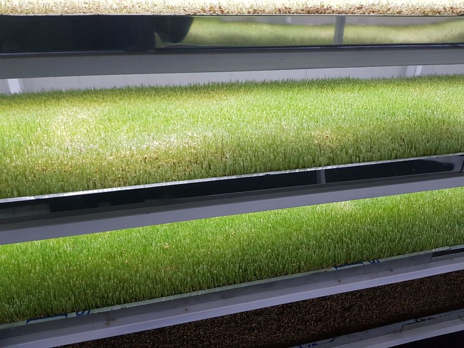 Гидропон яшил озука