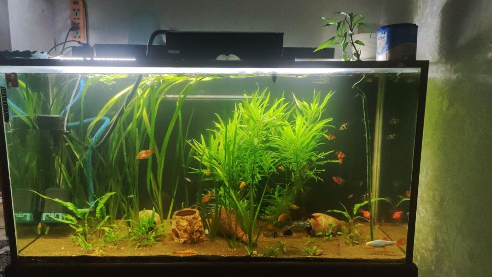 АКВАРИУМ аквариум