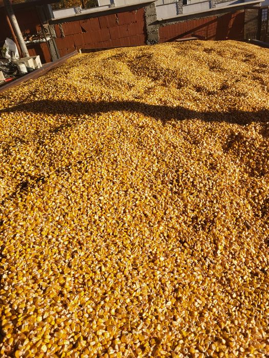 Vând porumb Pioneer