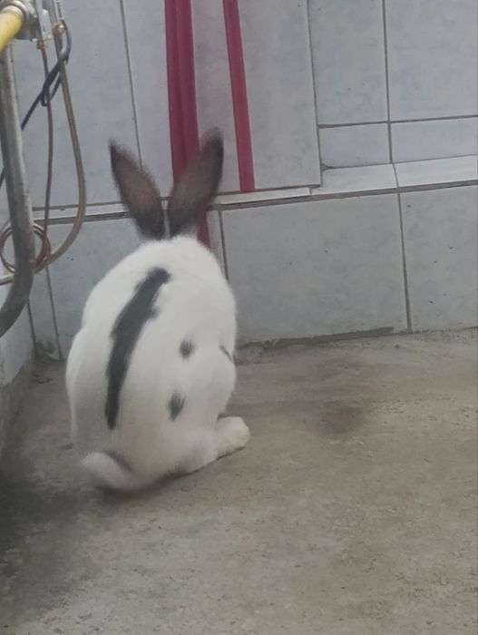 Srochna Quyon sotiladi