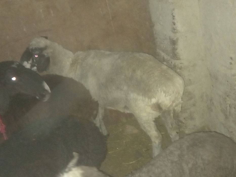 Bugoz quylar  sotiladi