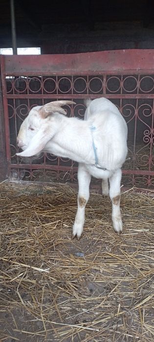 Țap metis anglonubian