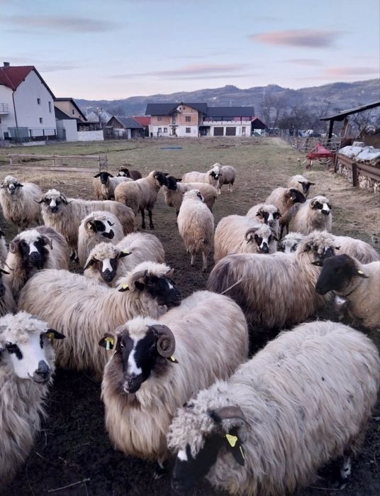 Oi tinere frumoase doresc sa isi  schimbe stăpânul 43 de bucati