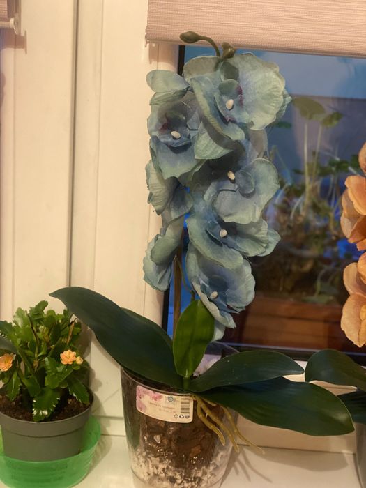 Орхидея латексна за вашия дом и офис