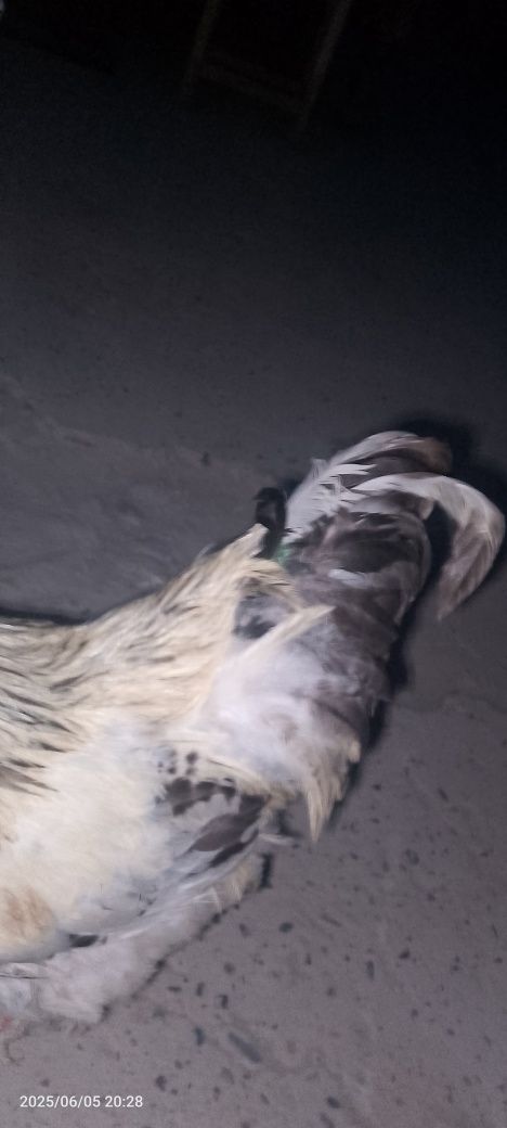 brama tovuqlari zoti toza akalar sirochni pul kerek