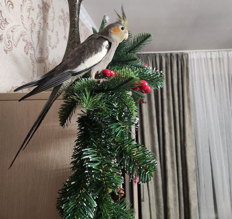 Продам выкормыша кореллу.Кормили спец кашей