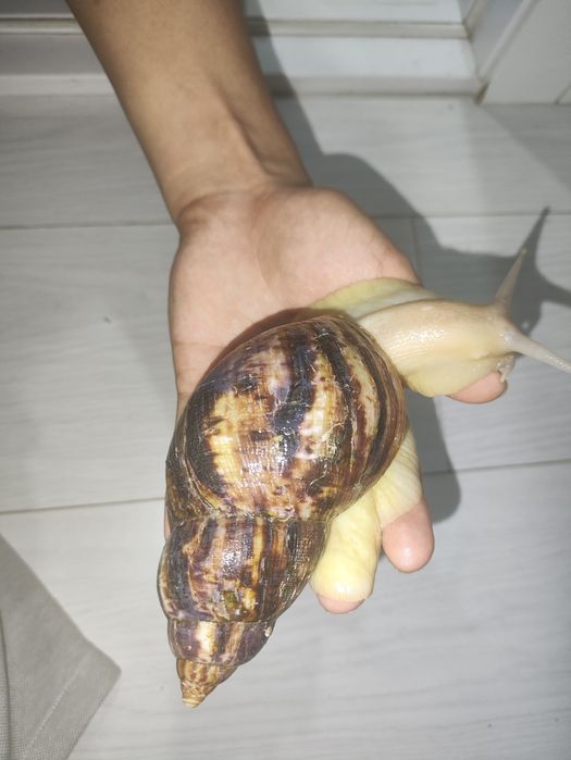 Продам двух больших африканских улиток Achatina Fulica