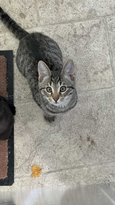 Pisoi de adoptat