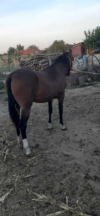 Vand Carlana cuminte