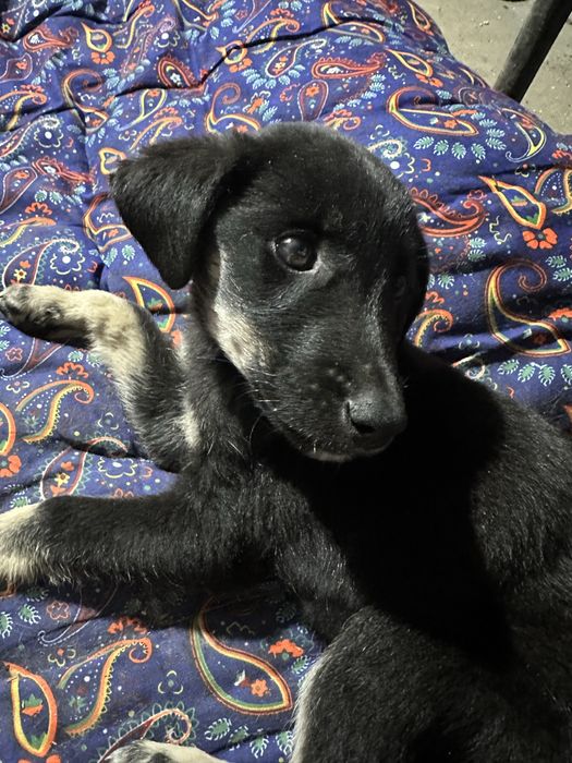 Отдам щенка в добрые руки