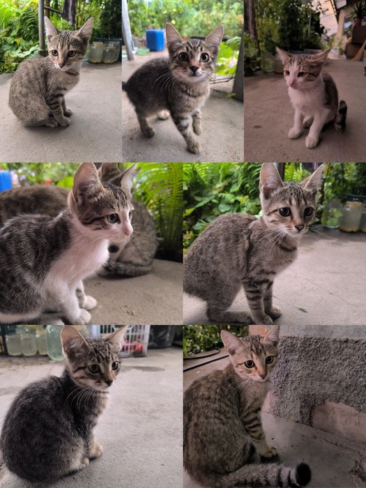 Котята ищут дом!!!