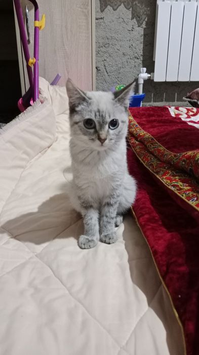 Котенок бесплатно отдам