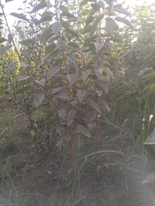 Жеміс ағаштар