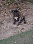 Bulldog francez mascul