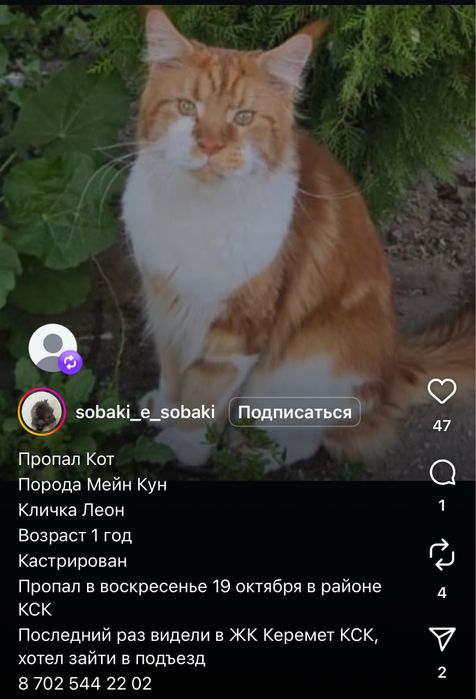 Пропал кот породы Мейнкун