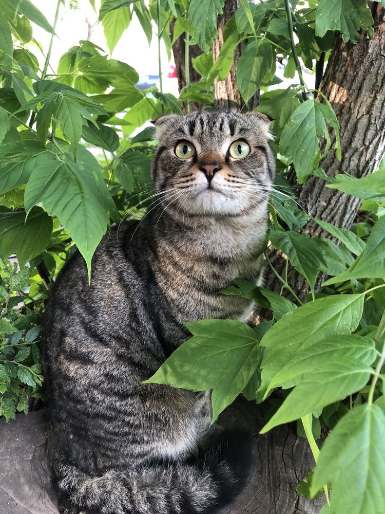 Ласковый котик ищет дом!