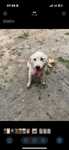 Mascul Golden Retriever