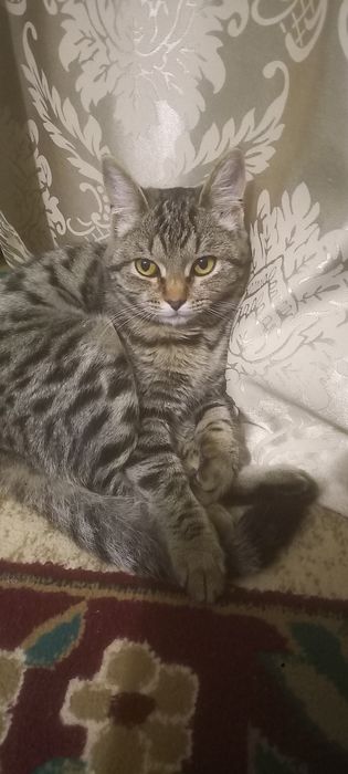 Отдам красивую кошечку.