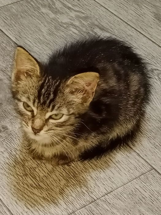 Отдам котят в хорошие руки