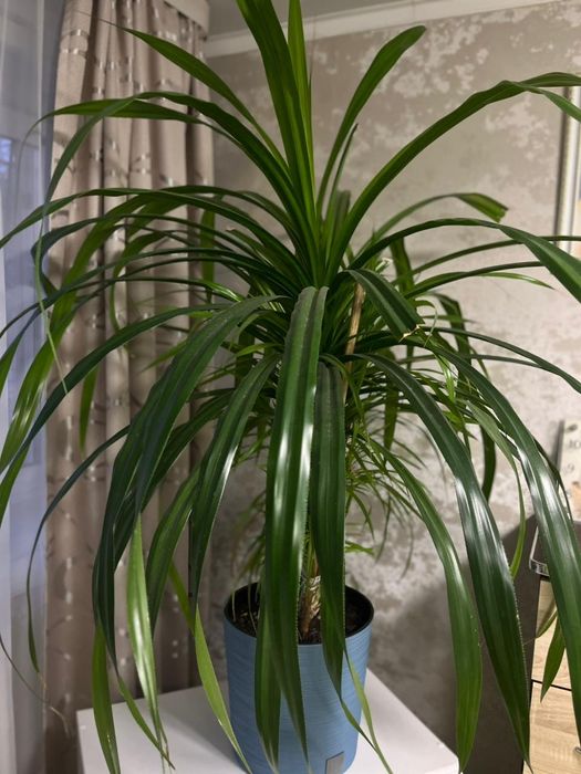 Продам цветок Панданус