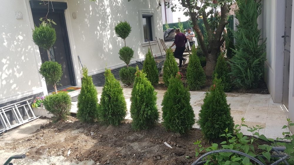 Tuia smaragd/ spirale/ pon/ magnoli/ mesteacăn/ tei/ pin/ brazi/ etc