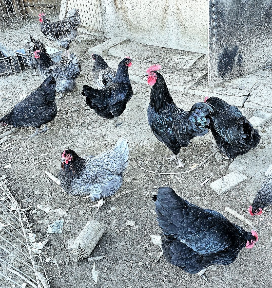 Ouă pentru incubat